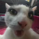CHICKENPOGPIE