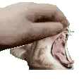 cheetahpattttt