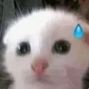catsweat