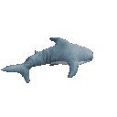 :sharkspinspinspinspinn: