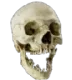 GDS_skull GDS_skull