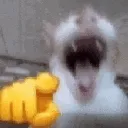 laughingcat