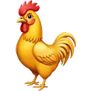 cock
