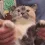 sillycat
