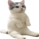 cat_sit