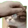 patniko
