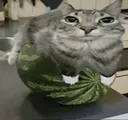 catmelon catmelon
