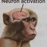 monke