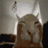 buhboom buhboom
