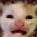 whwatwt