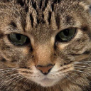 cat1 Discord emoji
