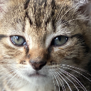 cat2 Discord emoji