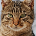 cat3 Discord emoji