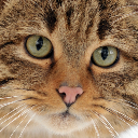 cat4 Discord emoji