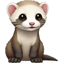 ferret