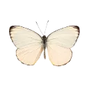 Butterfly_png