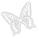 z_butterfly_white3