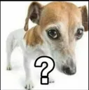 questiondog