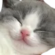 cat_smile cat_smile