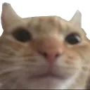 catstare