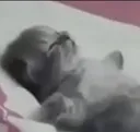 catsleep