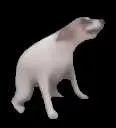 dogesh
