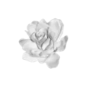 white_flower