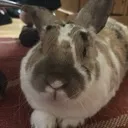 bun