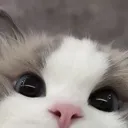 meow