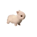 bnuuyhop bnuuyhop