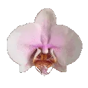 8_zflowerdns