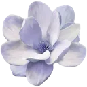 6_flower