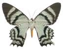 5d_moth