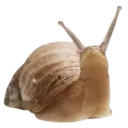 5d_snail