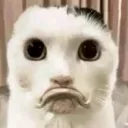 sadasscaf sadasscaf