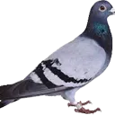 Pigeon Pigeon