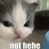 CatNotHehe