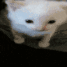 cat_explode animated GIF emoji - Crimson Hearts ‹❦›