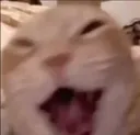 orangekekk