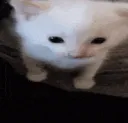 hubert