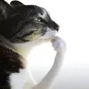 thinker