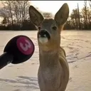dur
