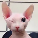 po_binguswinkus po_binguswinkus