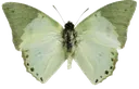 greenbutterfly2
