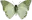 greenbutterfly2