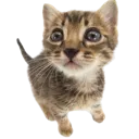 kitty