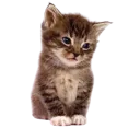 kitty_A