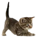 Kitty_B