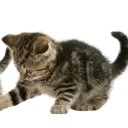 Kitty_C