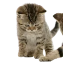 Kitty_D